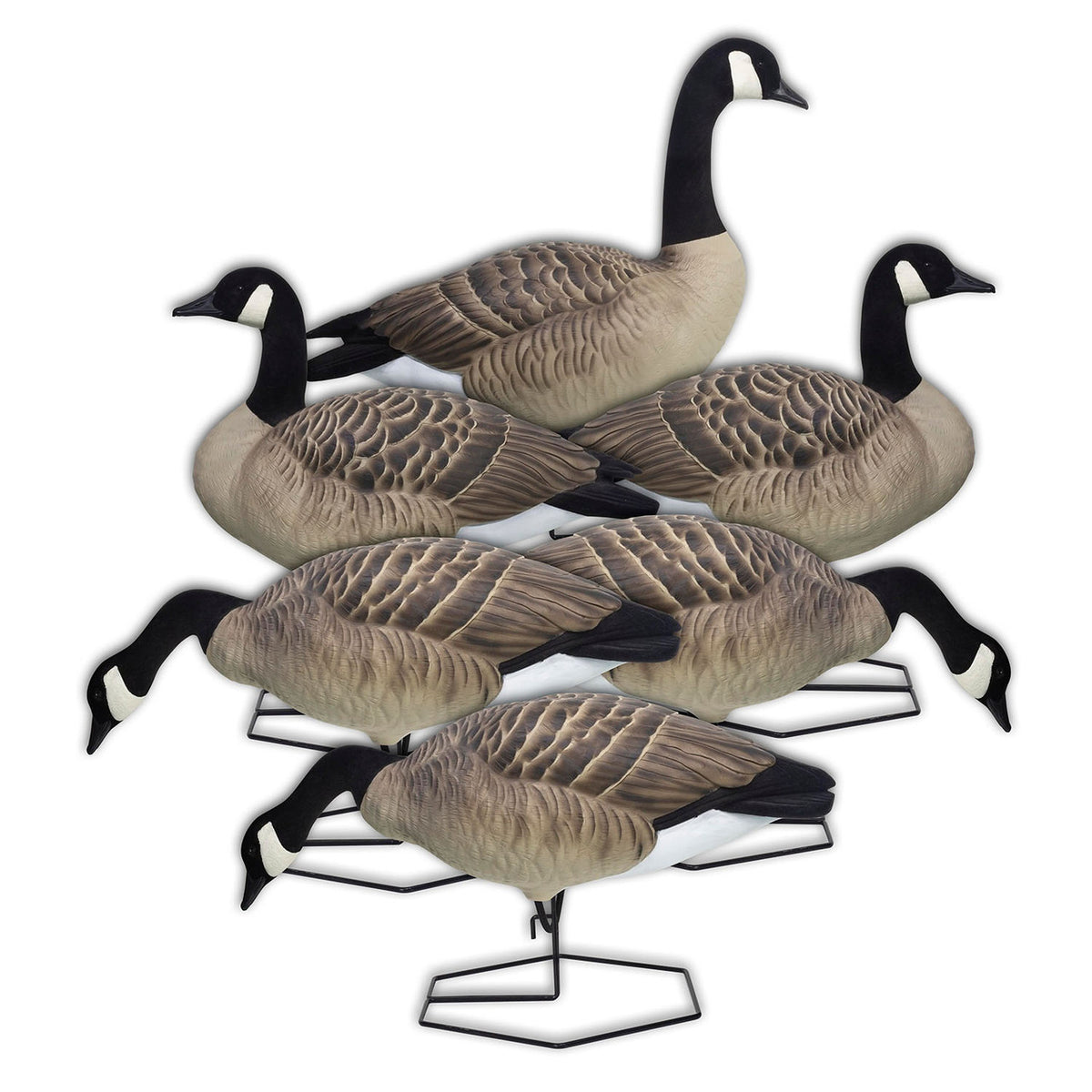 DOA Decoys Rogue Series Full Body Canada Goose Decoys 6 Pack Image