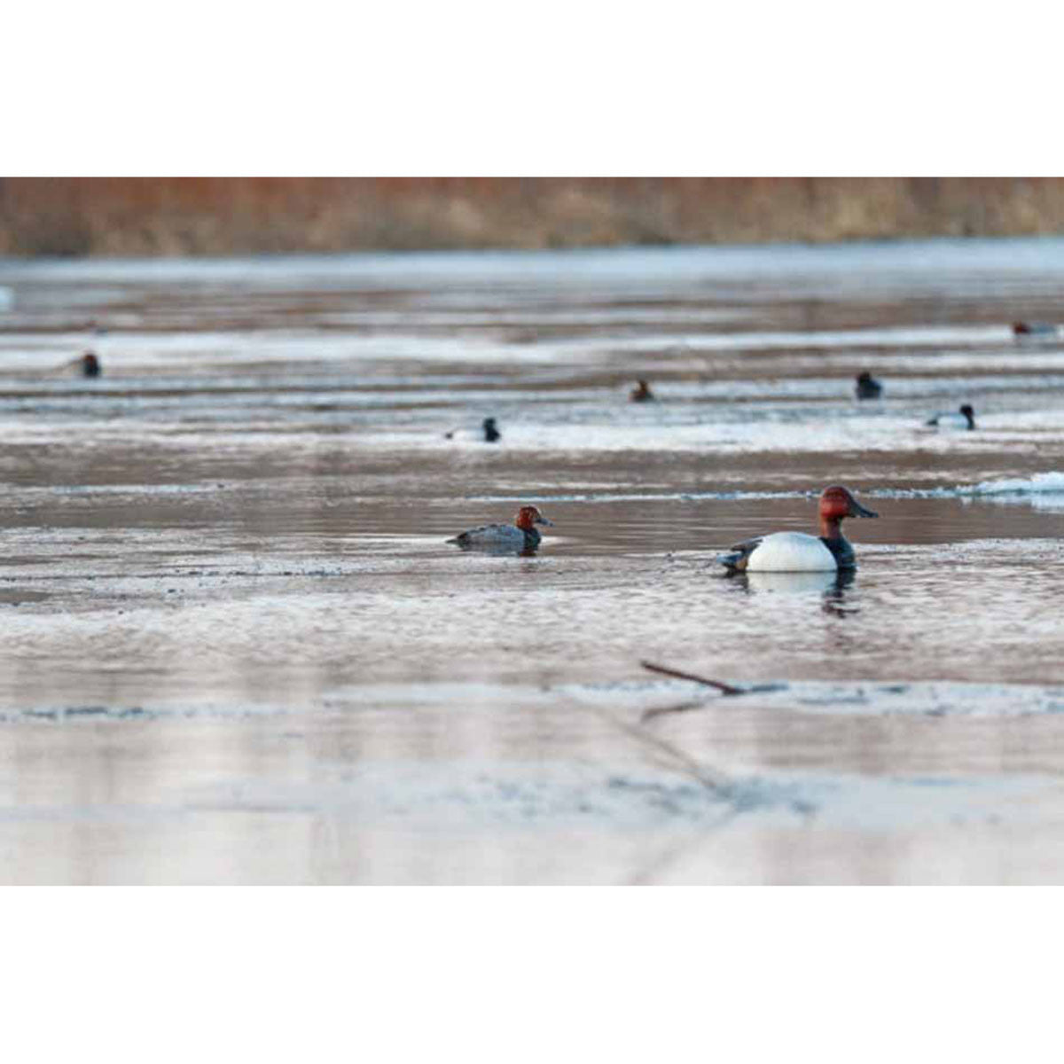 Foam Filled Canvasback Floaters, 6 Pack