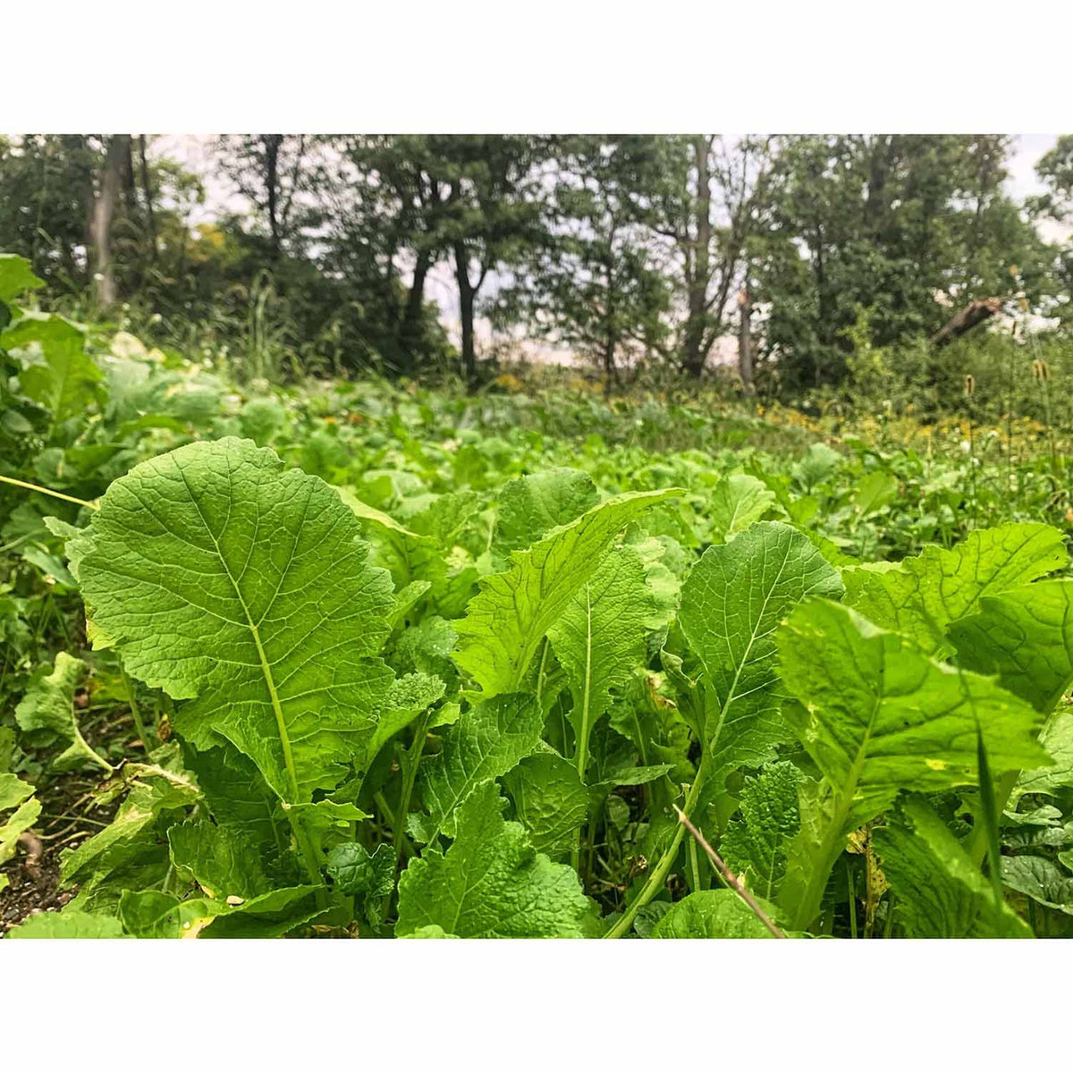 Food Plot Image of the Domain Outdoor Bombshell Food Plot Seed.