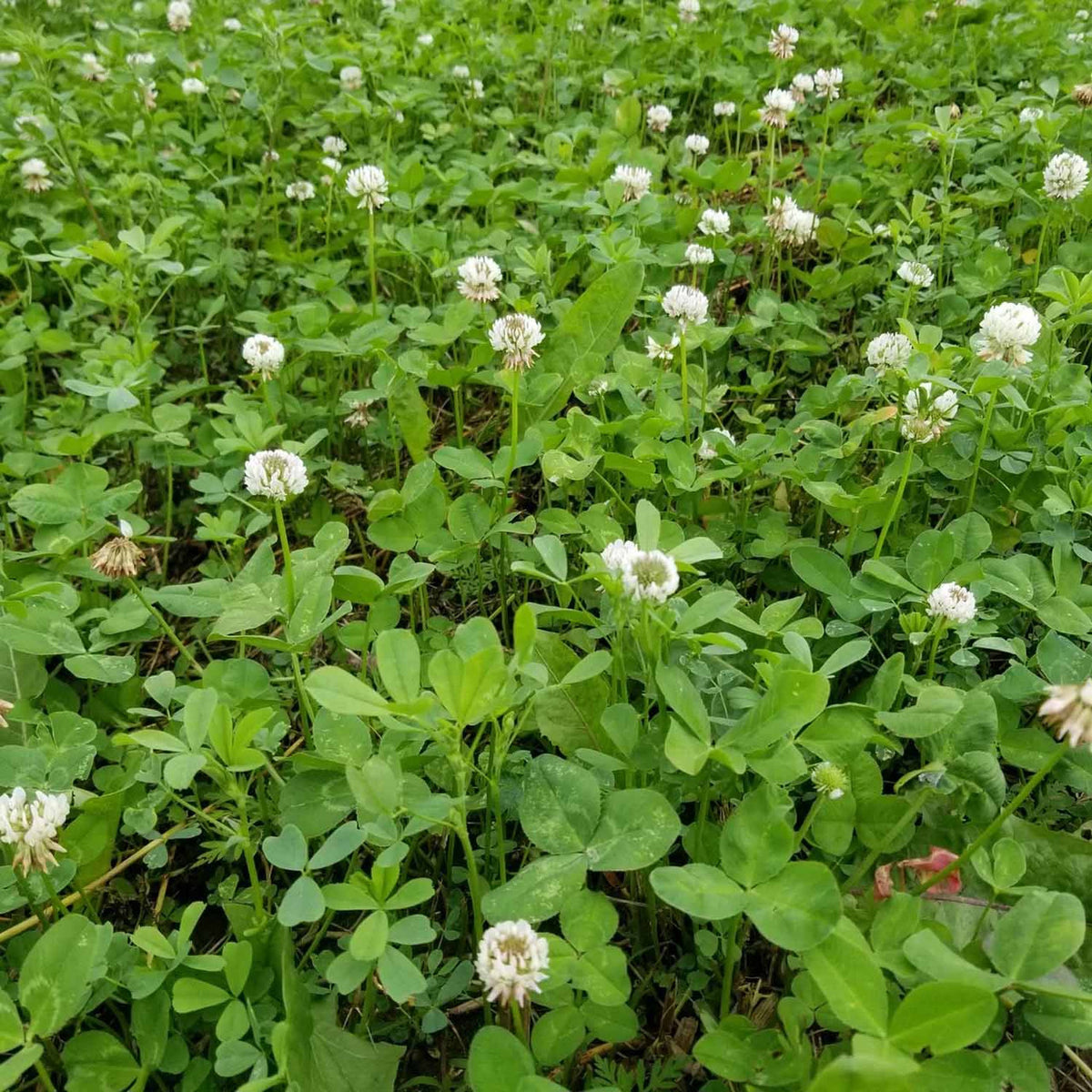 Blooming Image of the Domain Outdoor Comeback Kid Food Plot Seed.