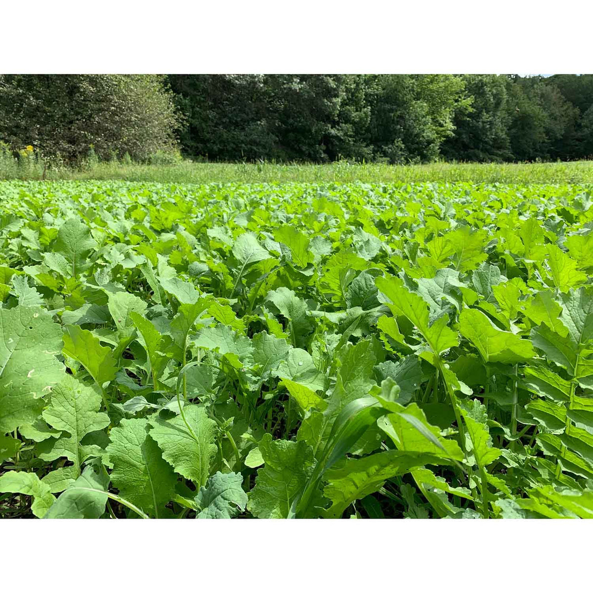 Image of a field.