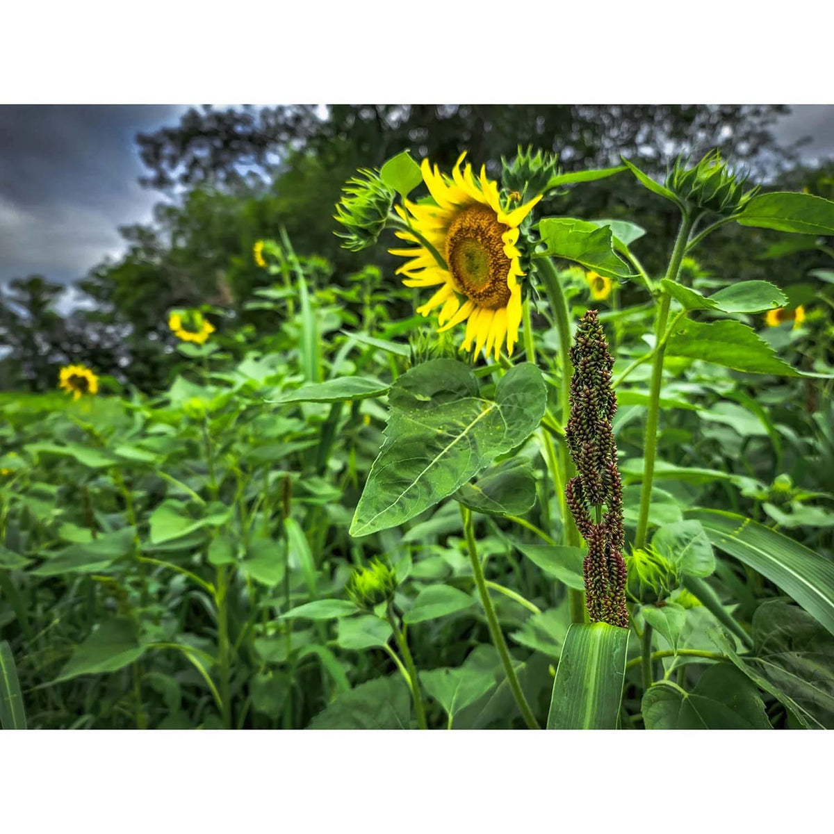 Image of the sunflower