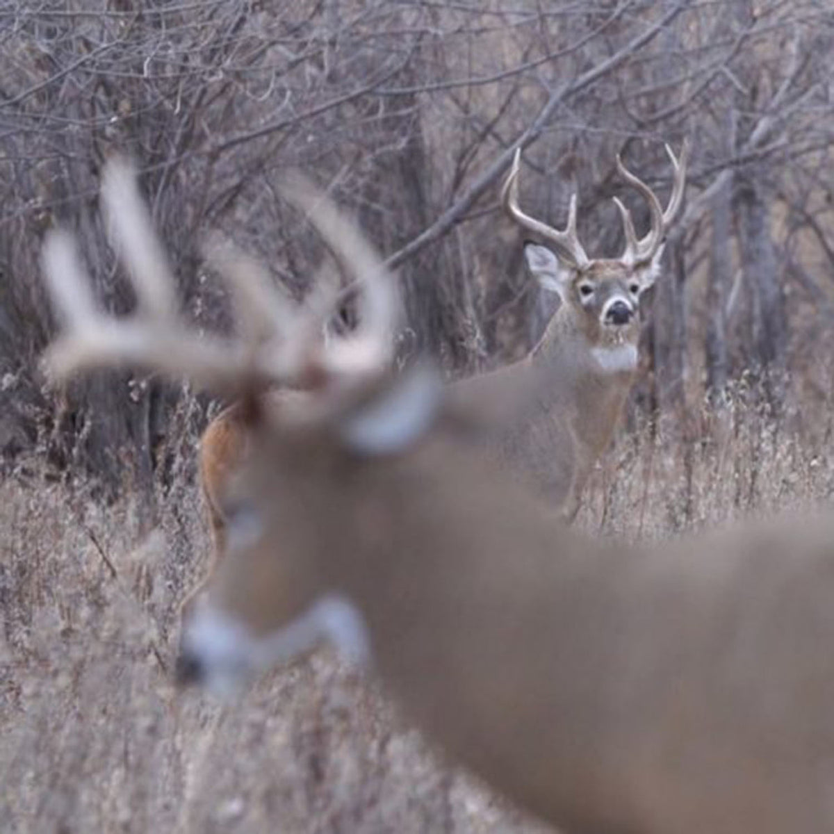 Dave Smith Decoys Posturing Buck Whitetail Decoy In-the-Field Image