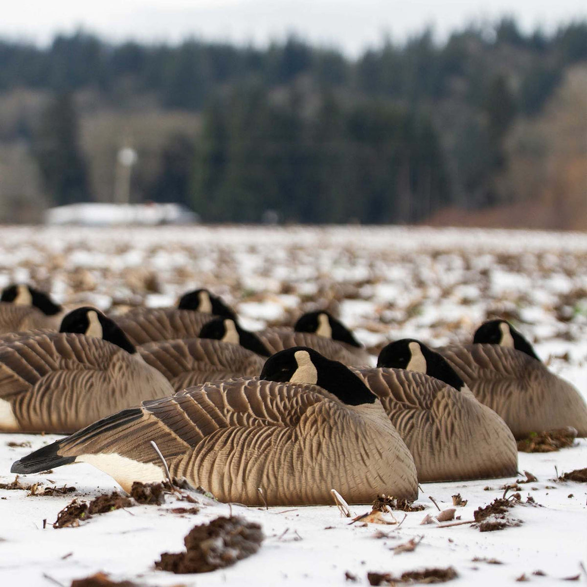 Outdoors image of the Dave Smith Decoys Maxima Honkers Sleeper Shell, 6 Pack.