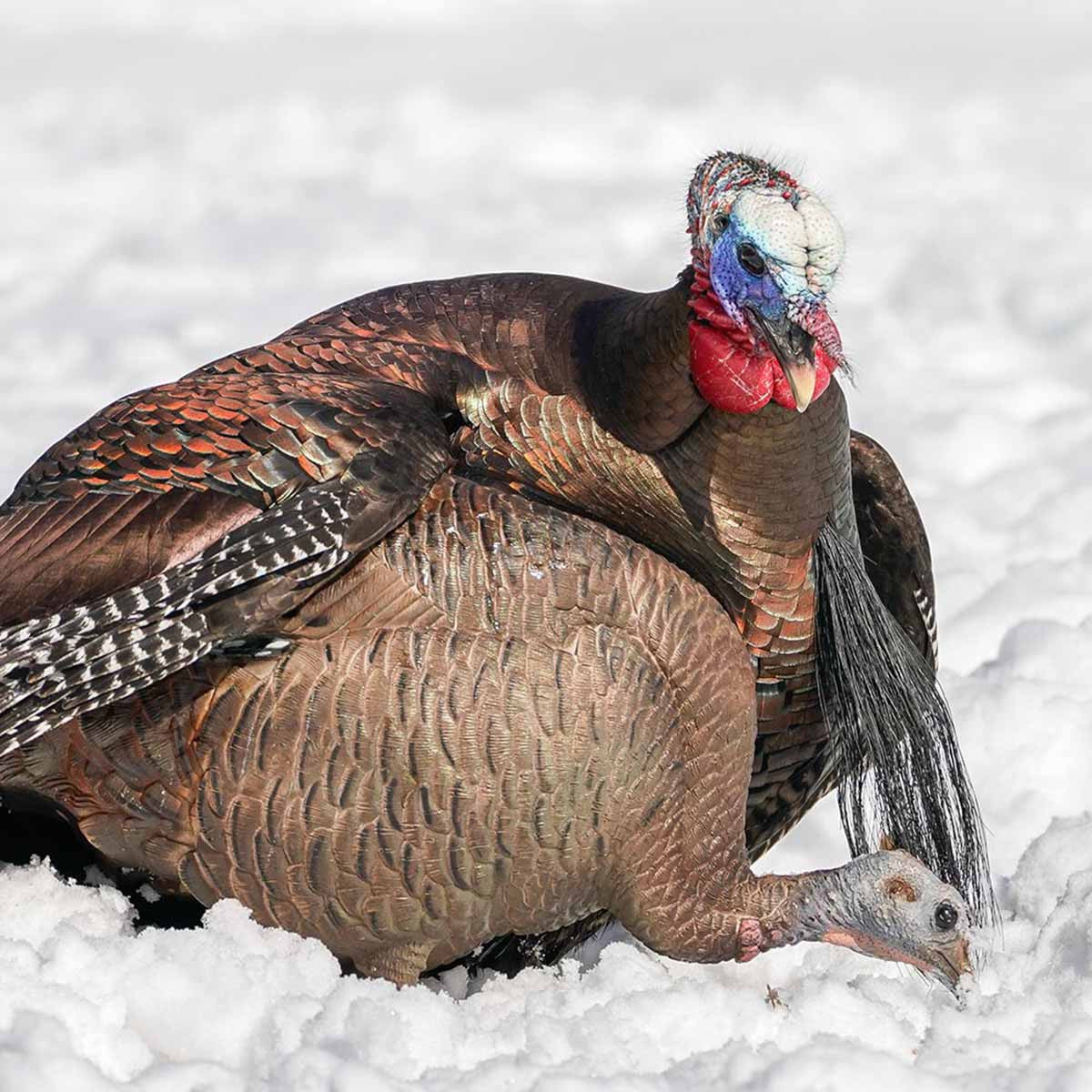 Dave Smith Decoys Feeding Hen Turkey Decoy Field Image