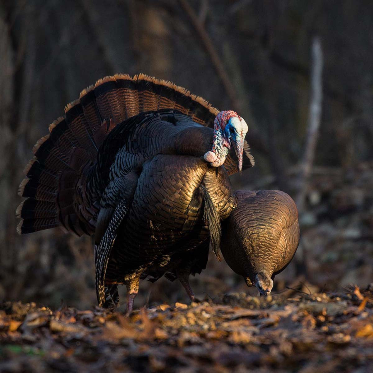 Dave Smith Decoys Feeding Hen Turkey Decoy Field Image