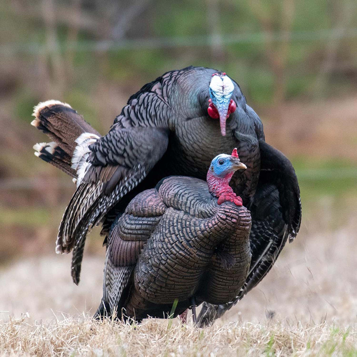 Dave Smith Decoys 3/4 Strut Jake Turkey Decoy Lifestyle Image