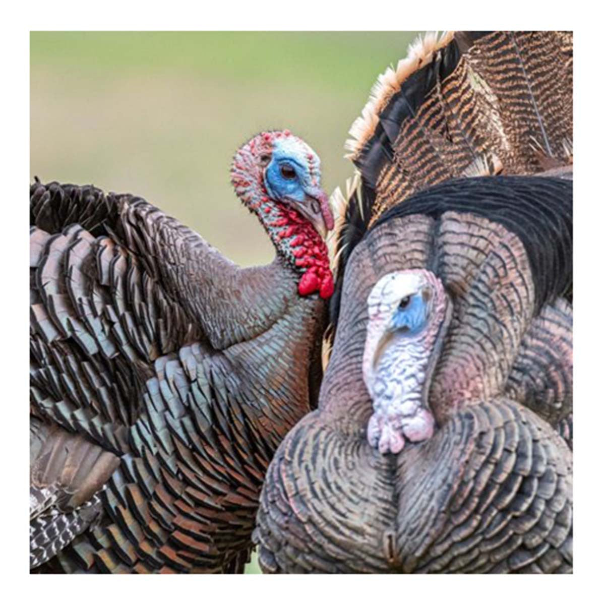 Dave Smith Decoys Strutter White Face Turkey Decoy Field Image