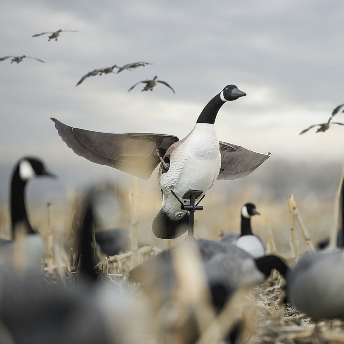 Lucky Duck Lucky Flapper Canada Goose Decoy with Remote In-the-Field Image