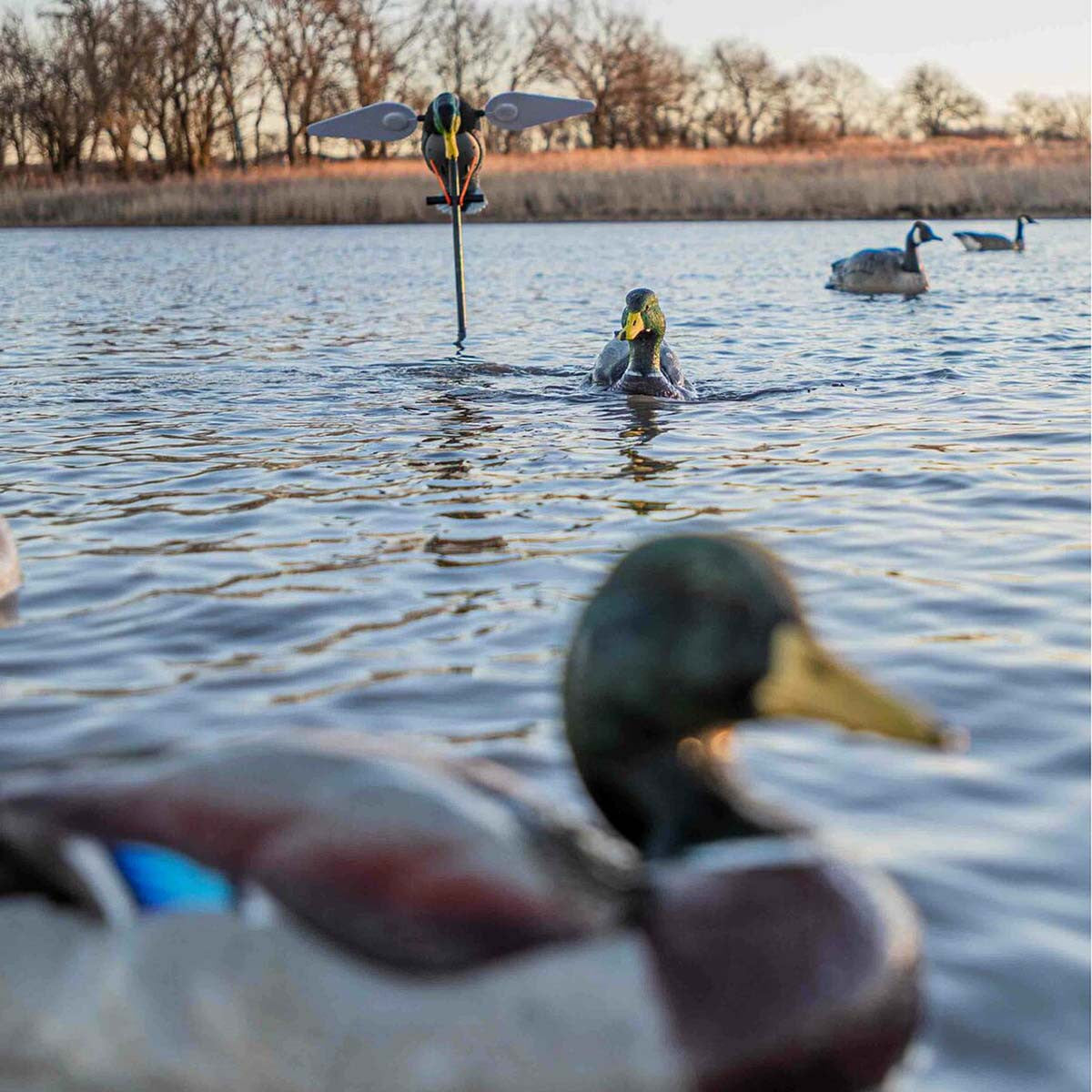 Super Swimmer HDi Swimming Duck Decoys - Pack of 2