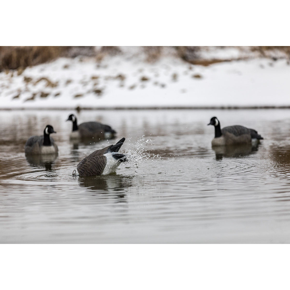 Lucky Duck Agitator HDI Canada Goose Decoy Field Image