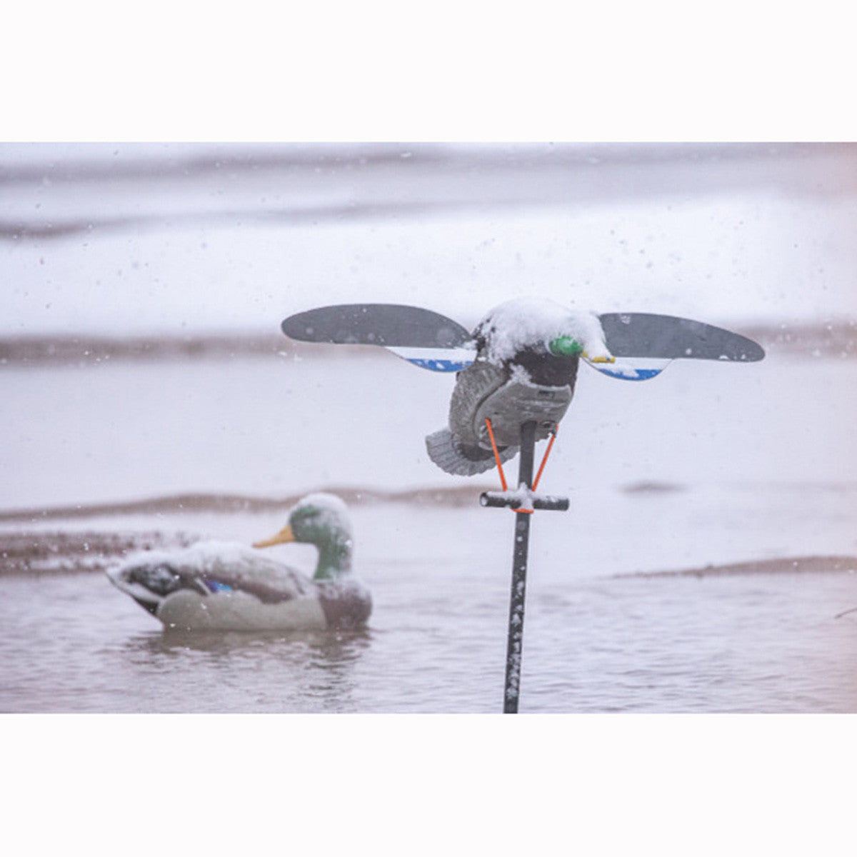 Lucky Duck Lucky Junior II 6V Spinning Wing Decoy In-the-Field Image