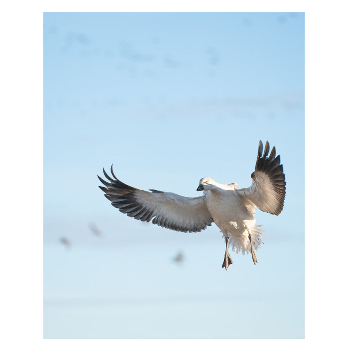 Lucky Duck White Devil Snow Goose E-Caller Goose Image