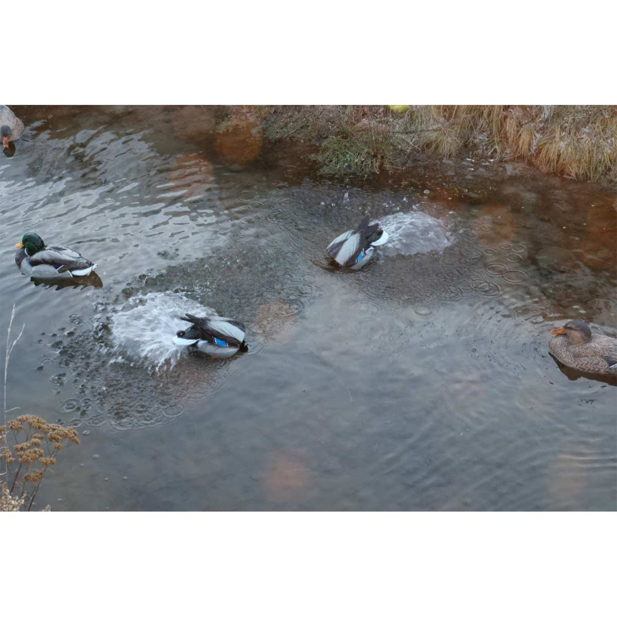 Agitator 2 Pack Drakes With Bag