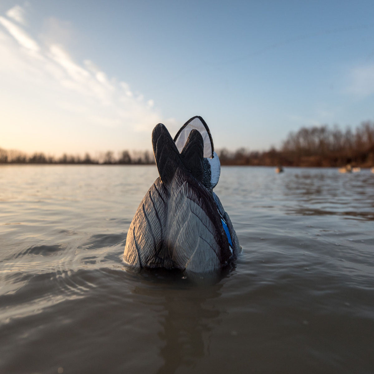 Outdoor image of the Lucky Duck Agitator and Flicker Tail Duck Decoy.
