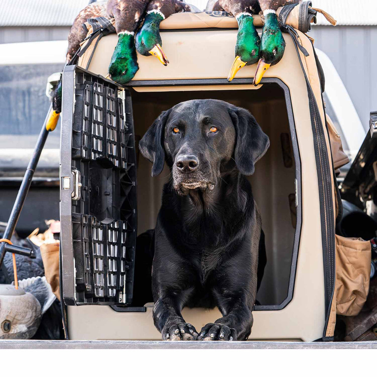 Lucky Duck Lucky Kennel, Large/Prairie Tan Lifestyle Image