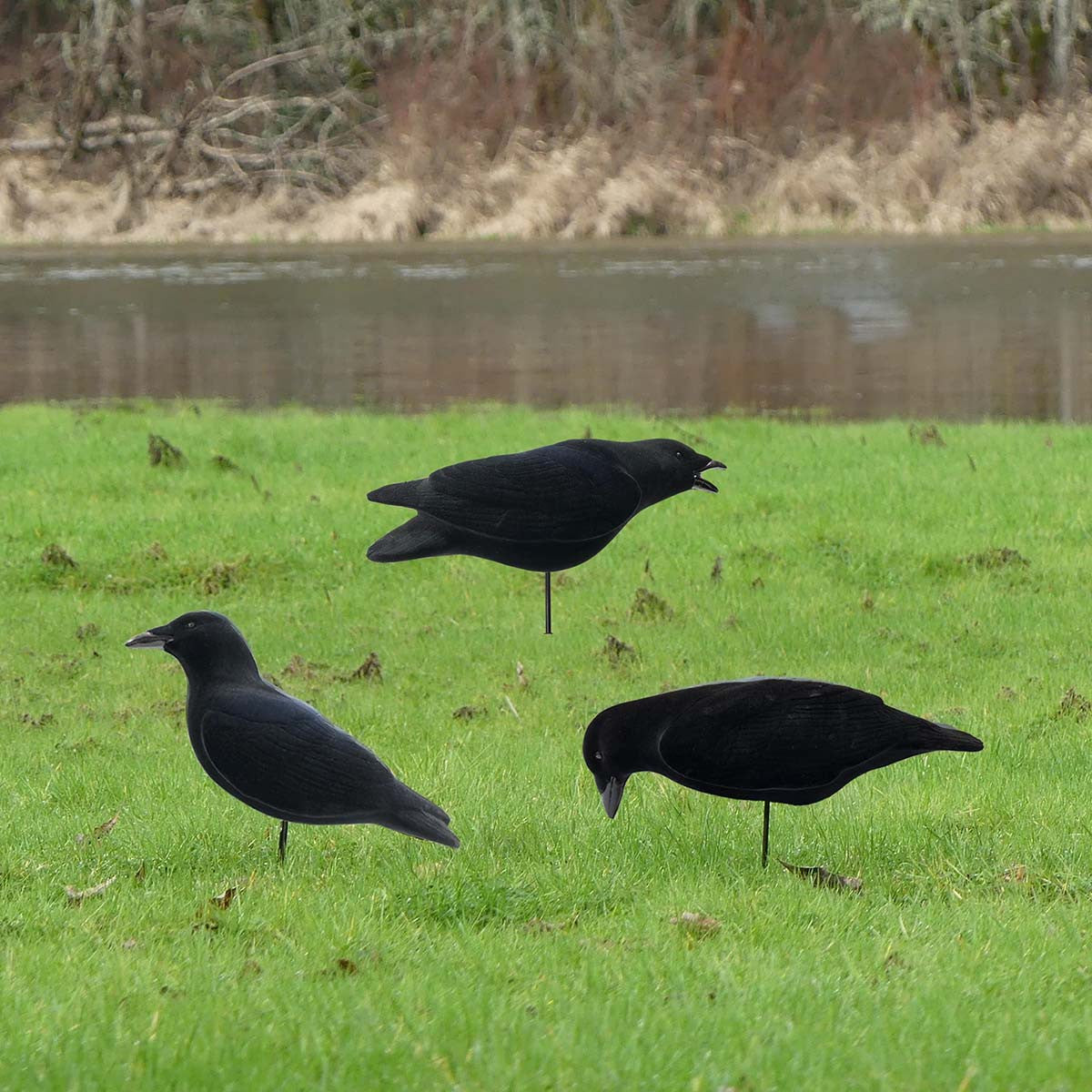 Mood Image of the Final Approach Fully Flocked Crows Decoys.