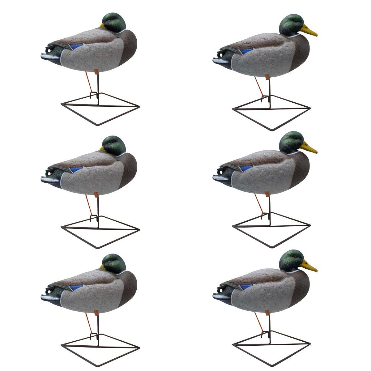 LIVE Full Body Mallards Rester/Sleeper Decoys