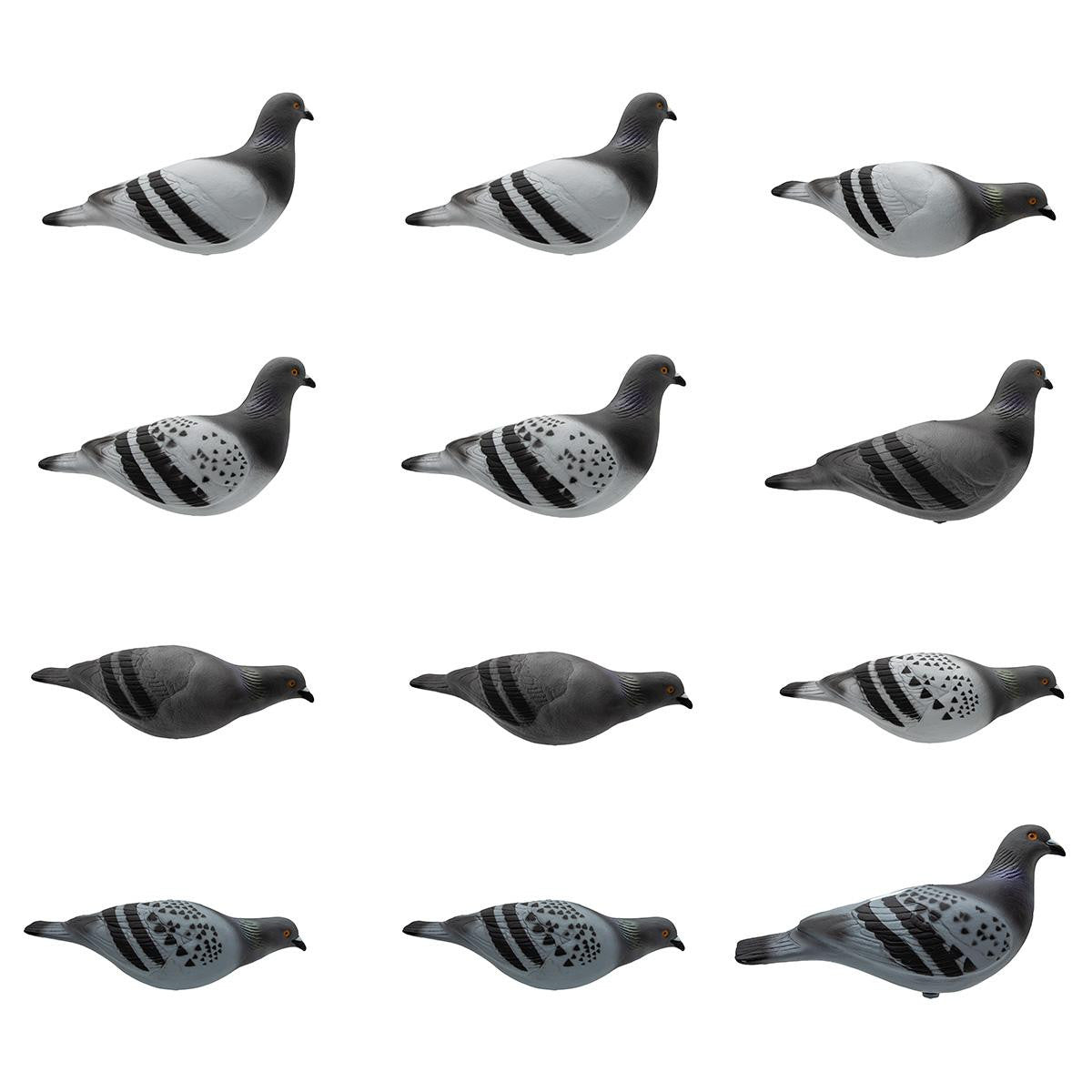 Last Pass Rock Pigeon