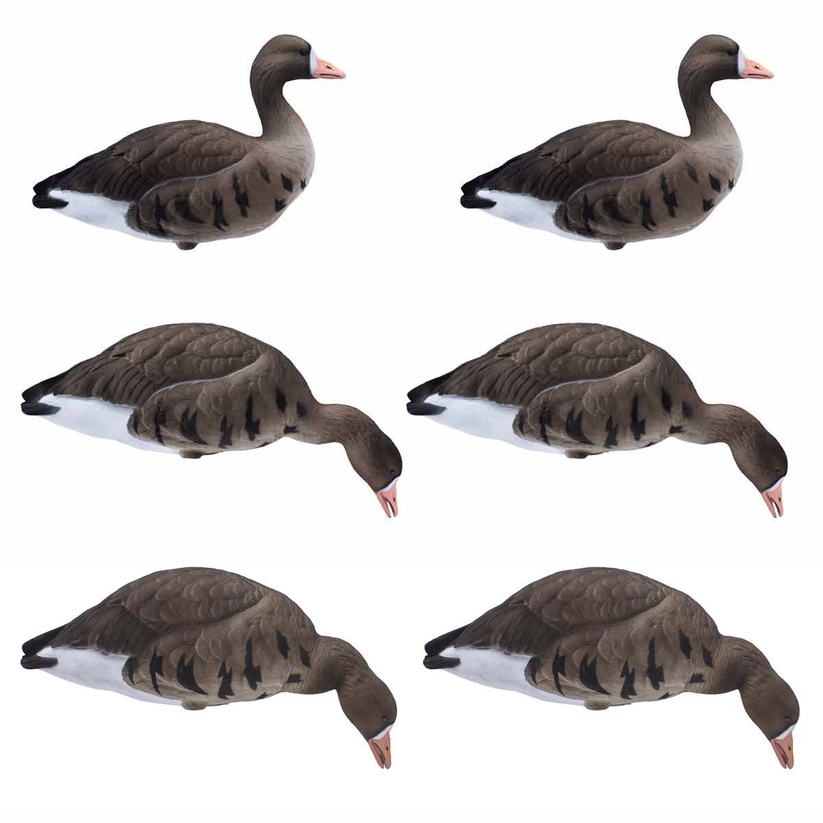 Final Approach LIVE Fully Flocked Full Body Specklebelly Goose 6 Pack Image