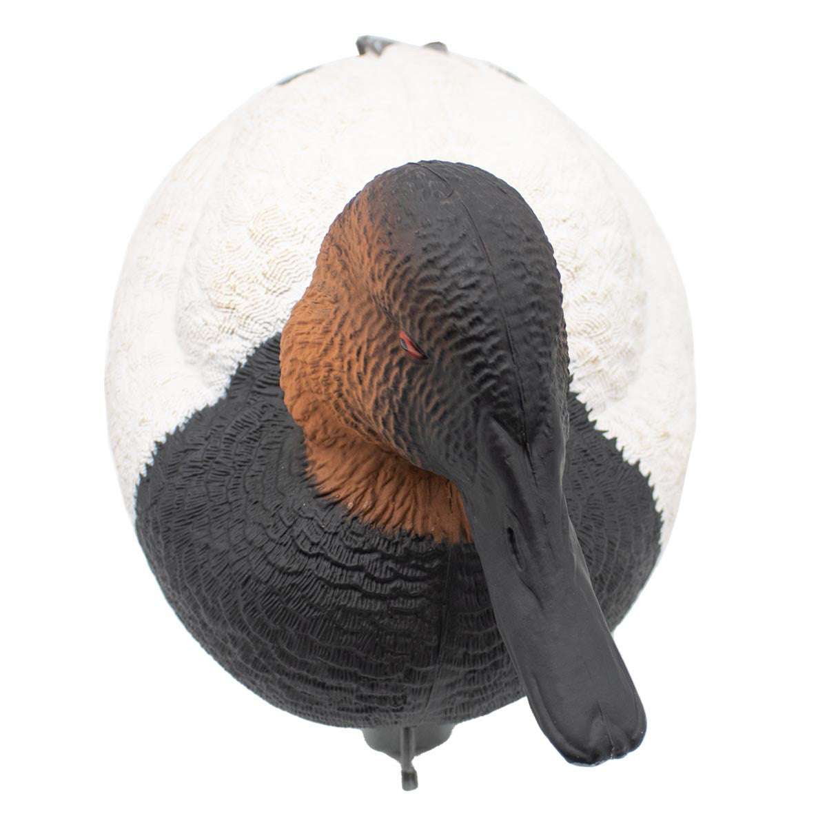 LIVE Foam-Filled Canvasbacks, 6 Pack