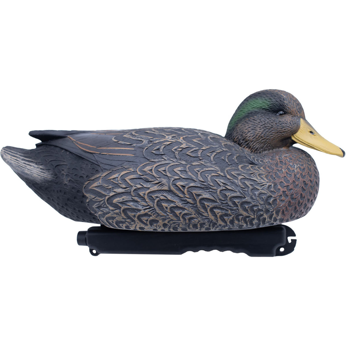 Mallard Black Duck Hybrid Image