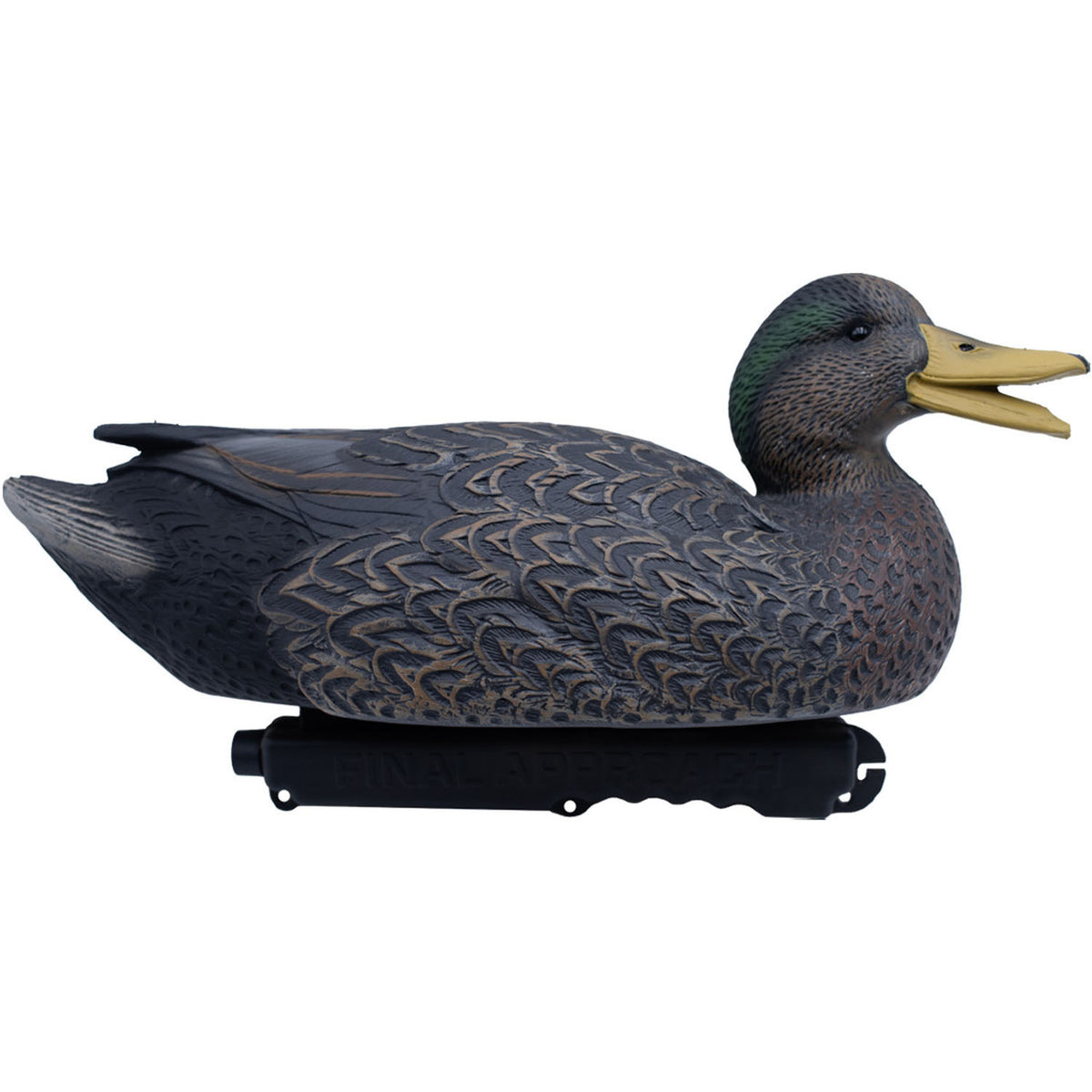Mallard Black Duck Hybrid Image