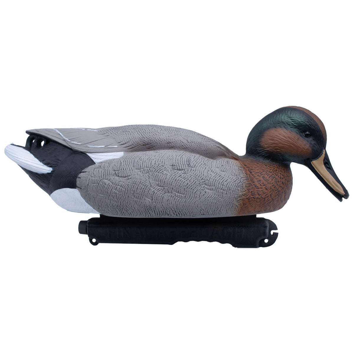 Mallard Gadwall Hybrid Image