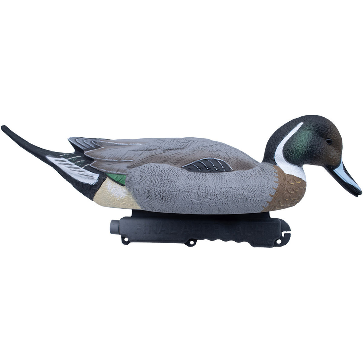 Pintail Mallard Hybrid Image