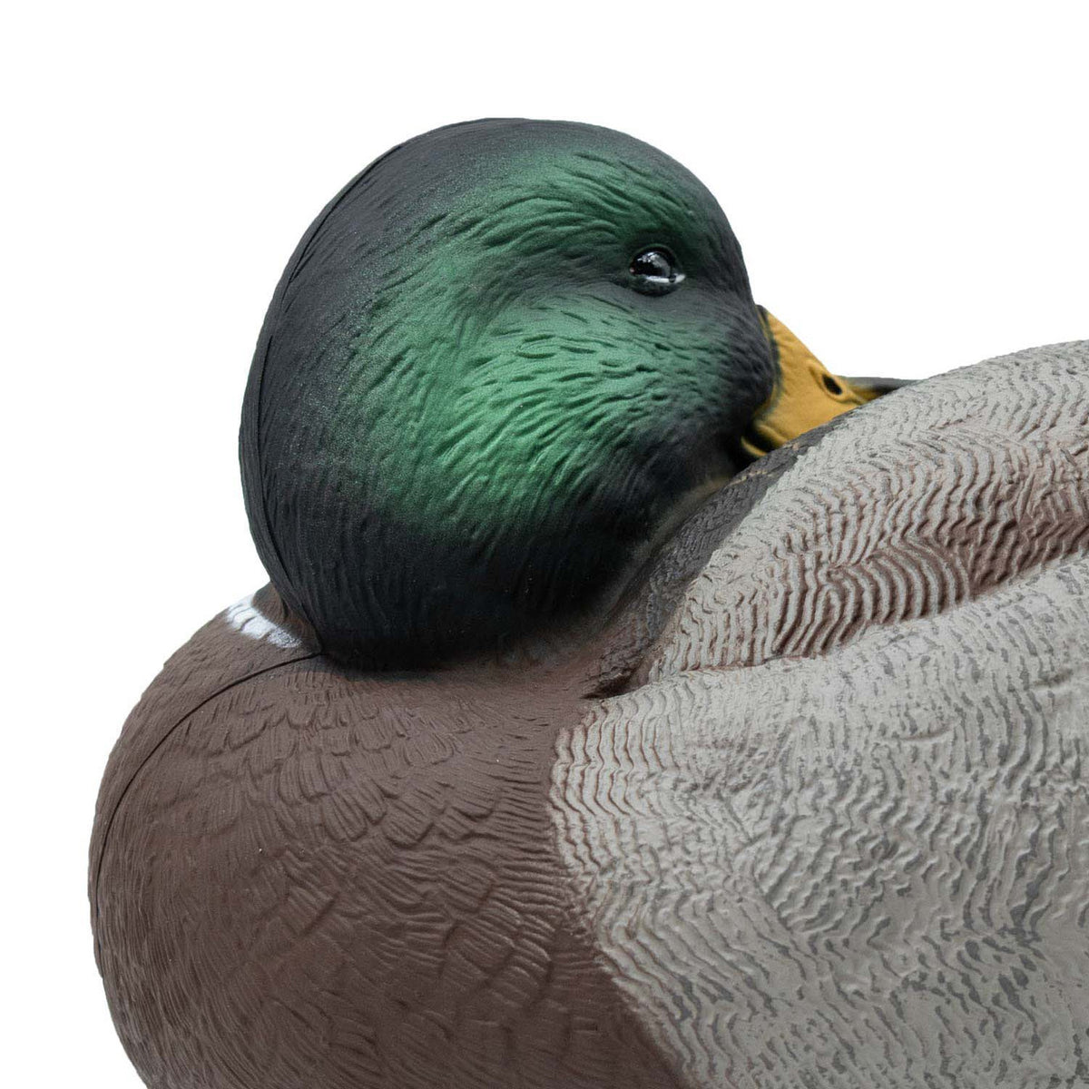 Final Approach HD Floating Mallard Sleeper Preener Close Up Drake Face Image