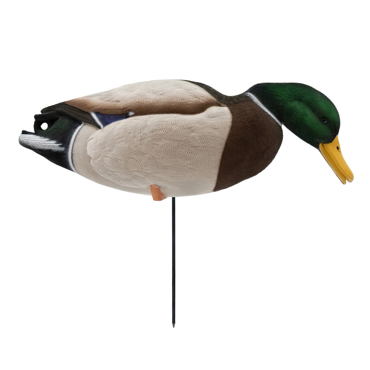 Feeding Drake Image of the HD Full-Body Fully Flocked Mallard Duck Decoys.