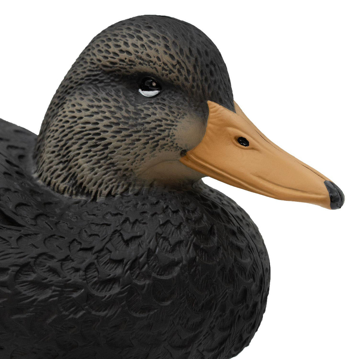 Drake Head Image of the Oversized Live Black Duck Decoys.