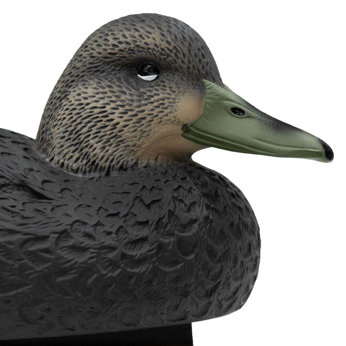 Hen Head Image of the Oversized Live Black Duck Decoys.