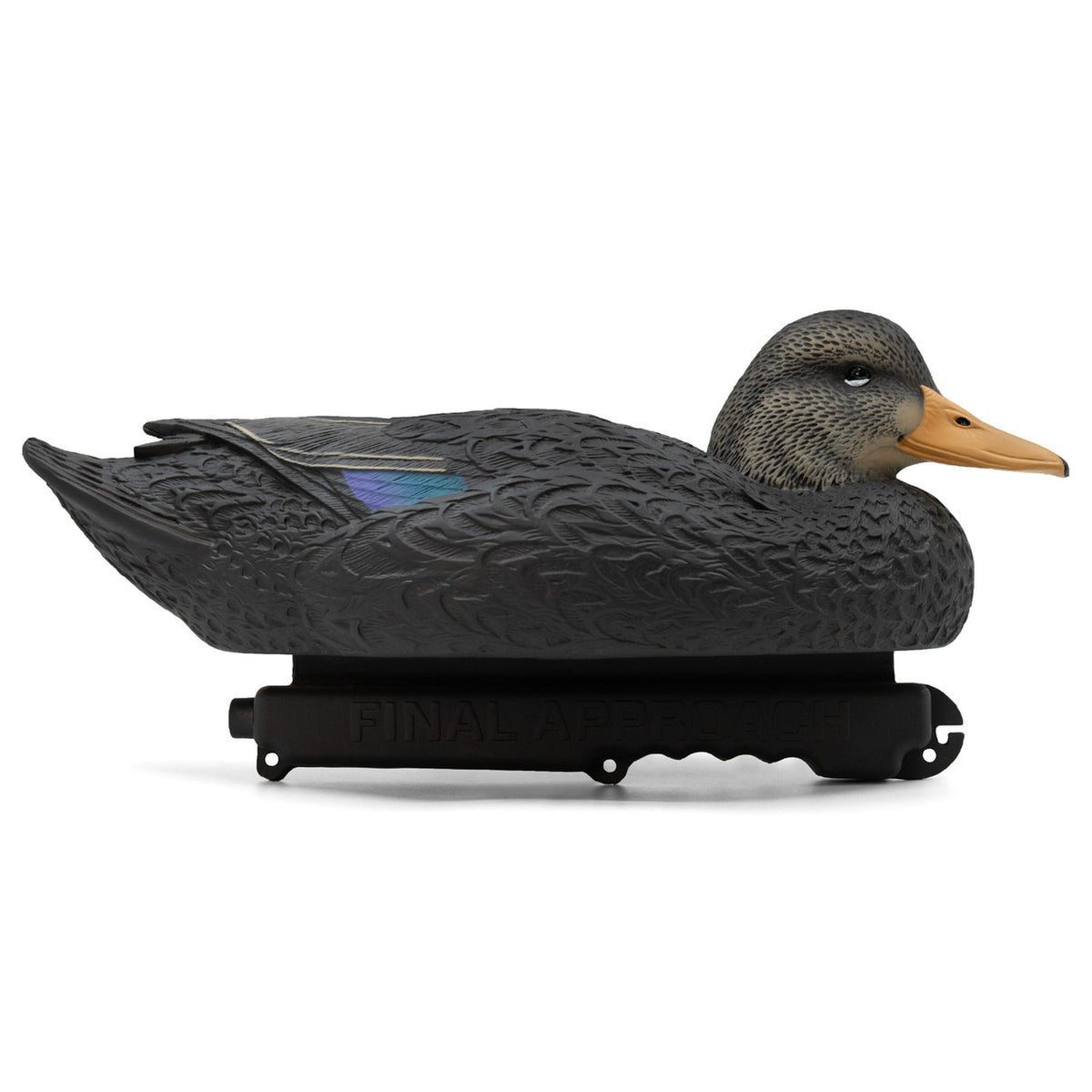Right Side of Drake Image of the Oversized Live Black Duck Decoys.