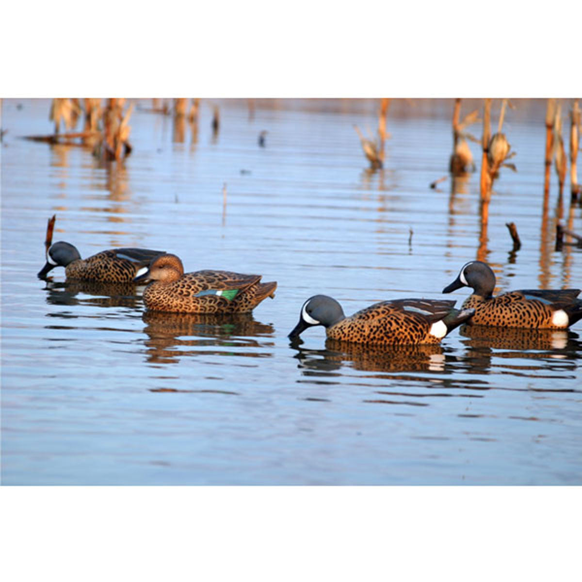 Flambeau Outdoors Storm Front 2 Classic Blue-Winged Teal Duck Decoys Lifestyle Image