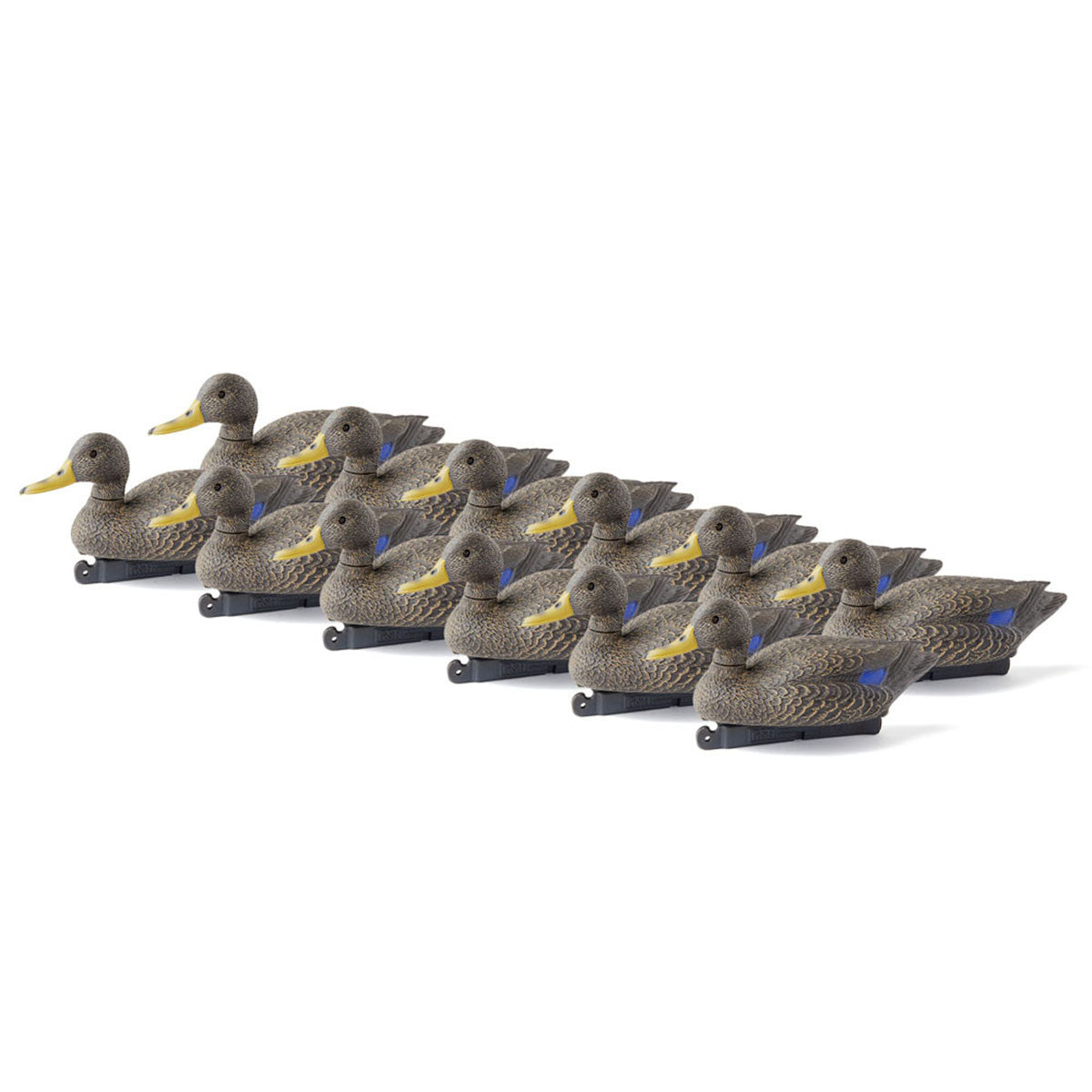 Black Duck Magnum, 12 Pack