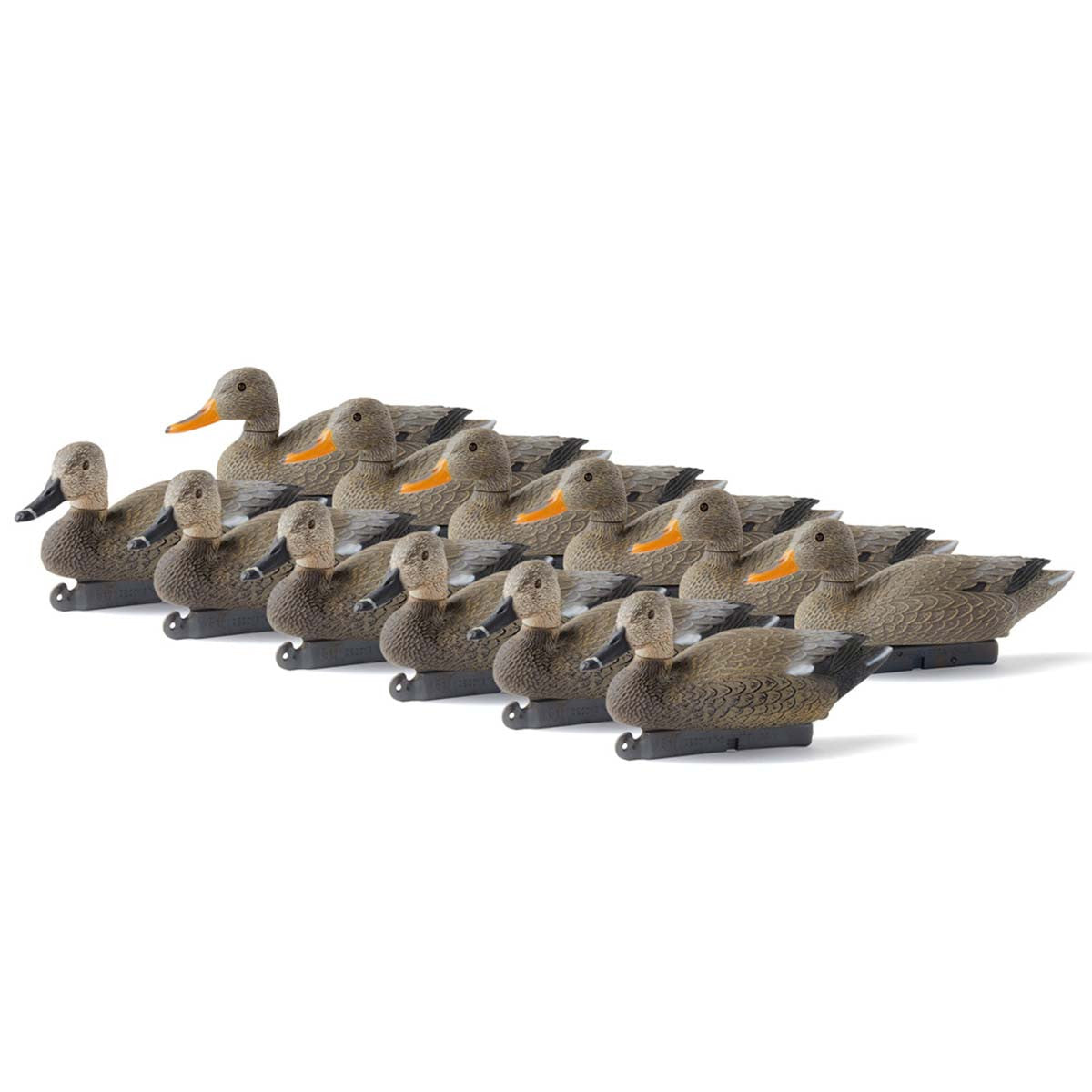 Gadwall, 12 Pack