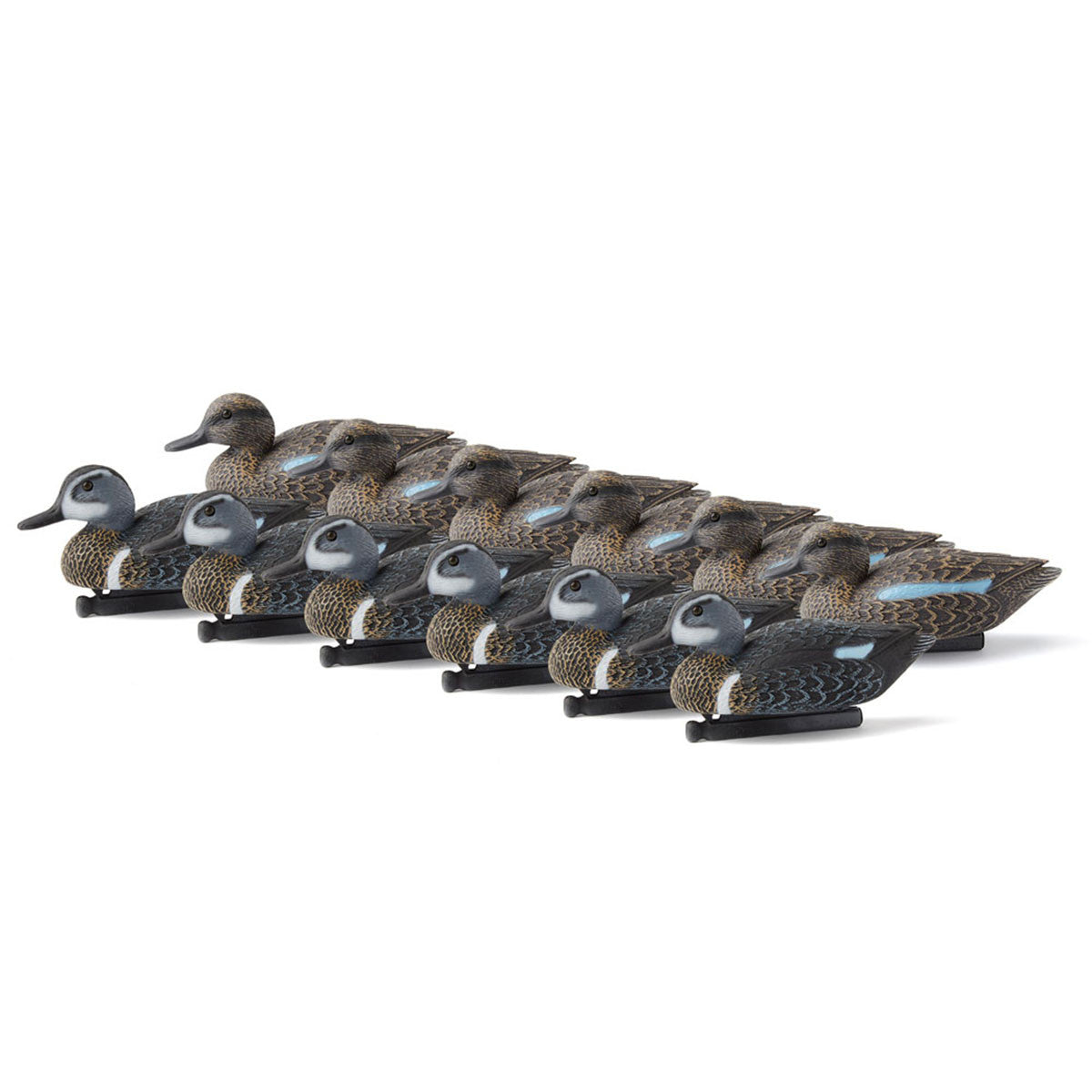 Blue Wing Teal 12 Pack