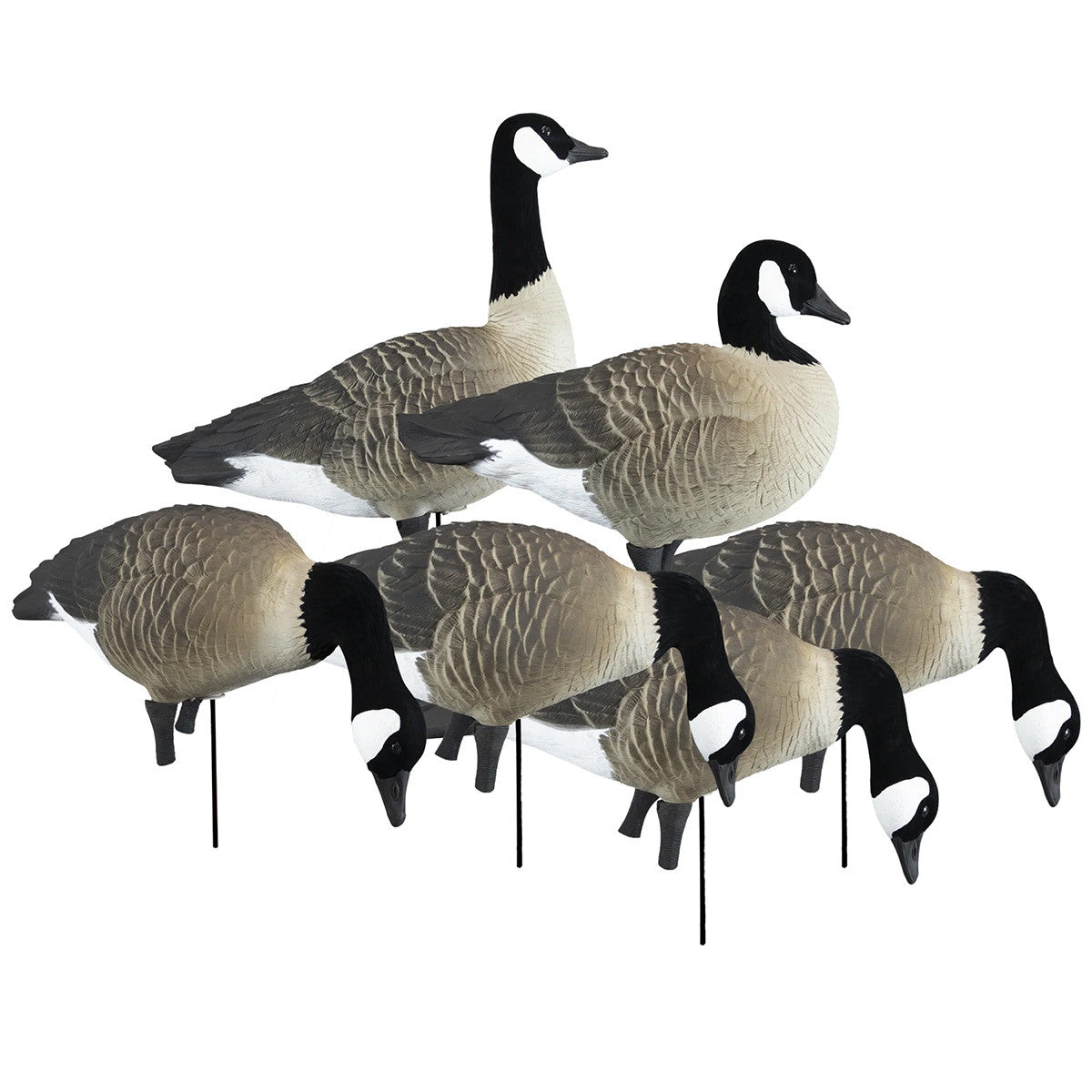 Apex Full Size Full Body Canada Variety Pack with Flocked Heads 6 Pack Image