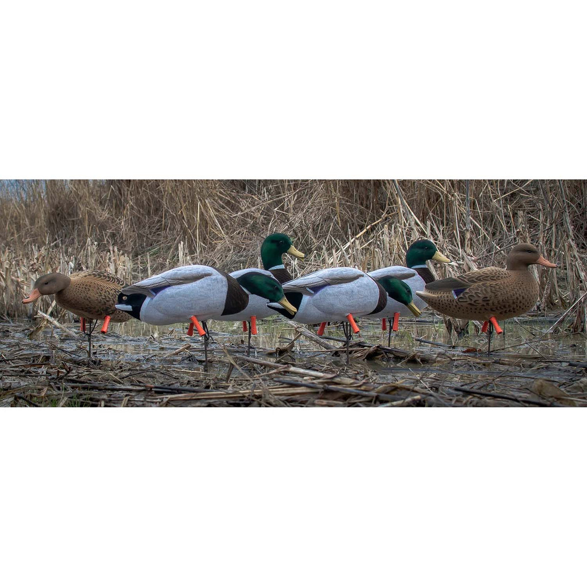Higdon Outdoors Magnum Full-Body Mallard Decoys with Flocked Drake Heads Lifestyle Image