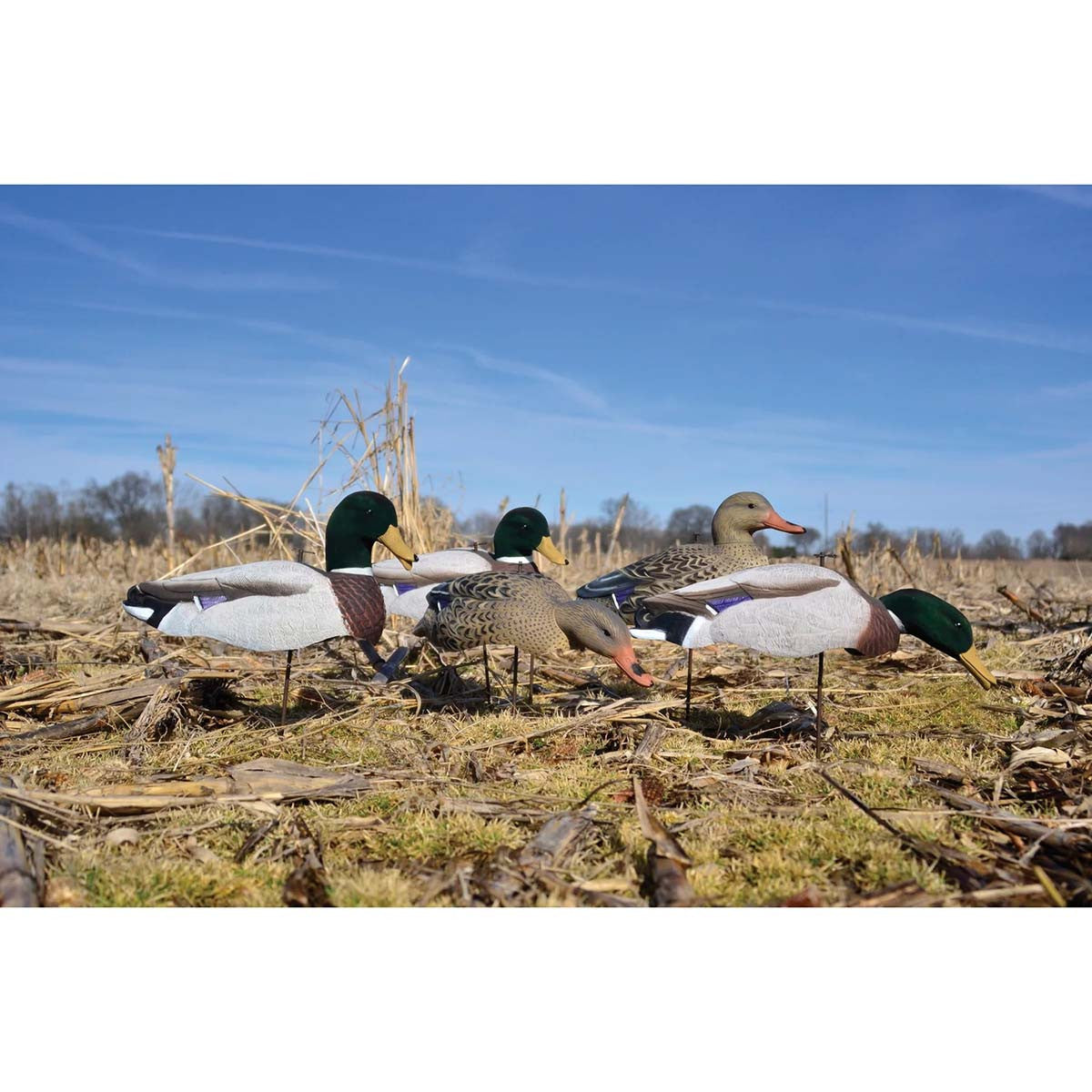 Magnum Full-Form Shell Mallards with Flocked Heads, 6 Pack