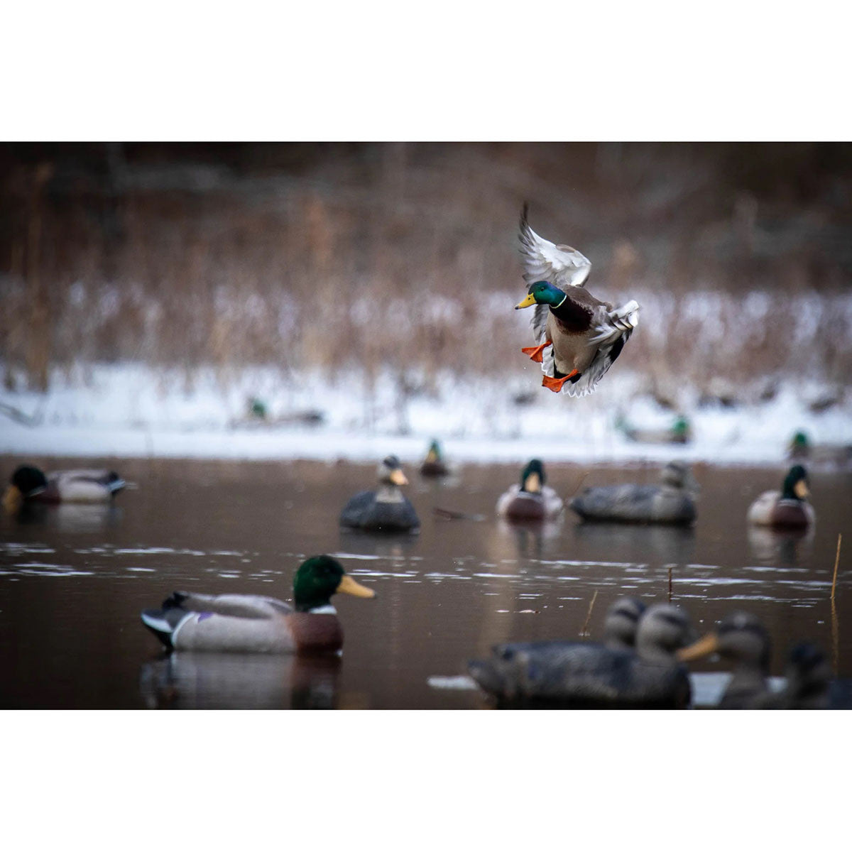 Battleship Foam Filled Powers' Pack, 3 Mallard Drakes and 3 Black Ducks