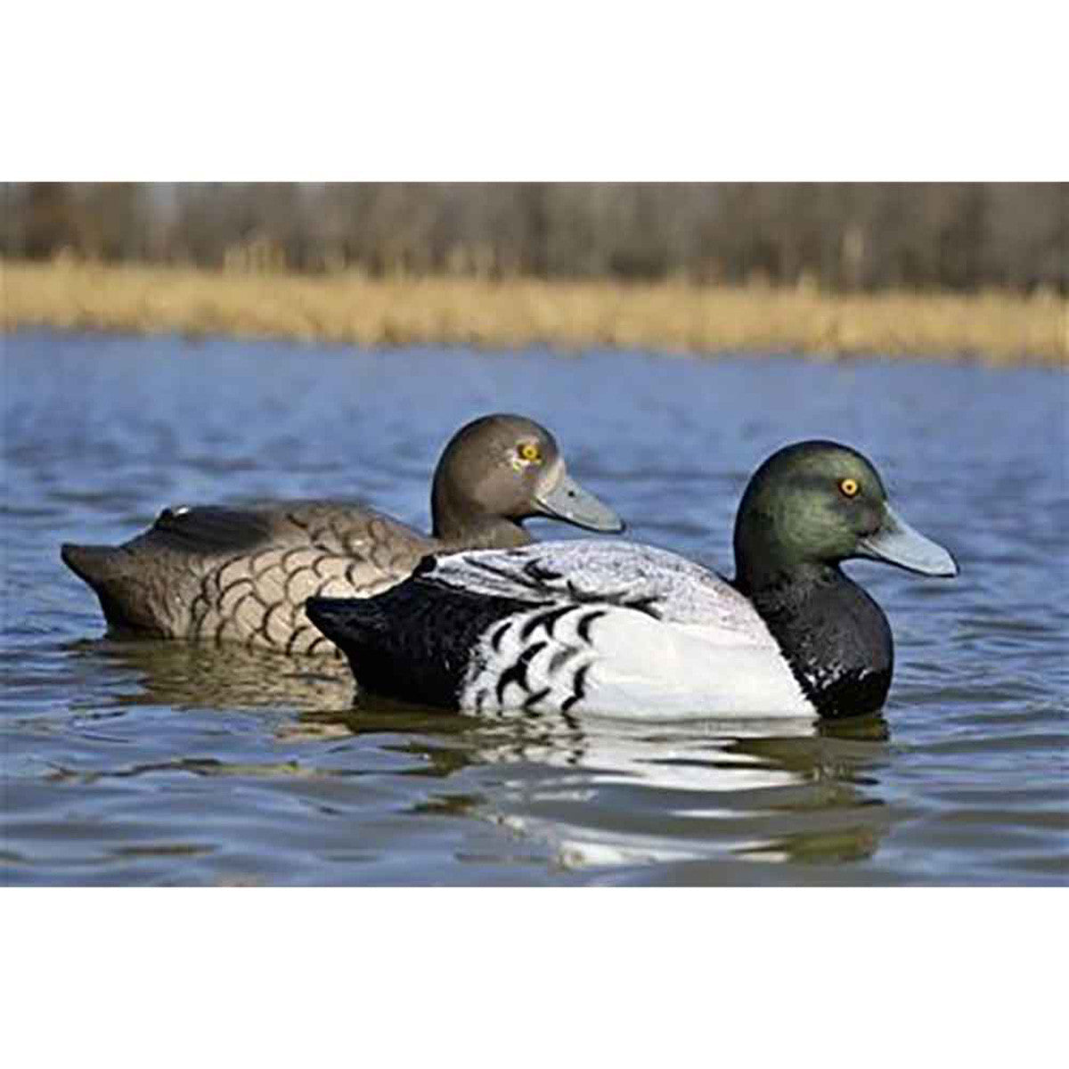Battleship Bluebill Foam Filled Duck Decoys, 6 Pack
