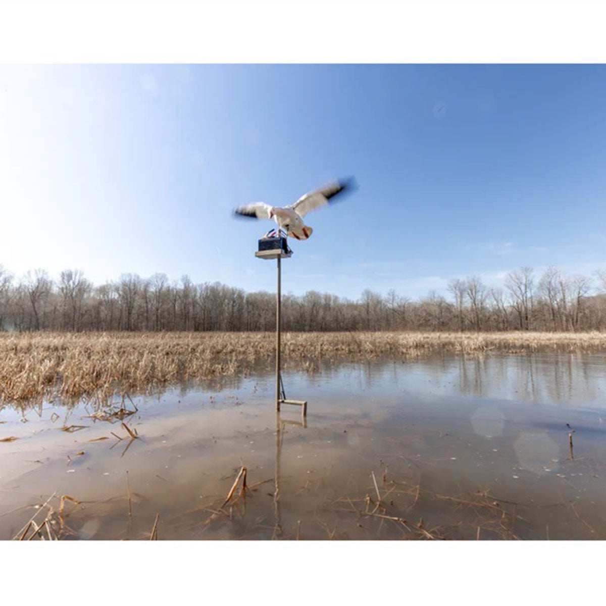 Higdon Outdoors Clone Water Stand Field Image