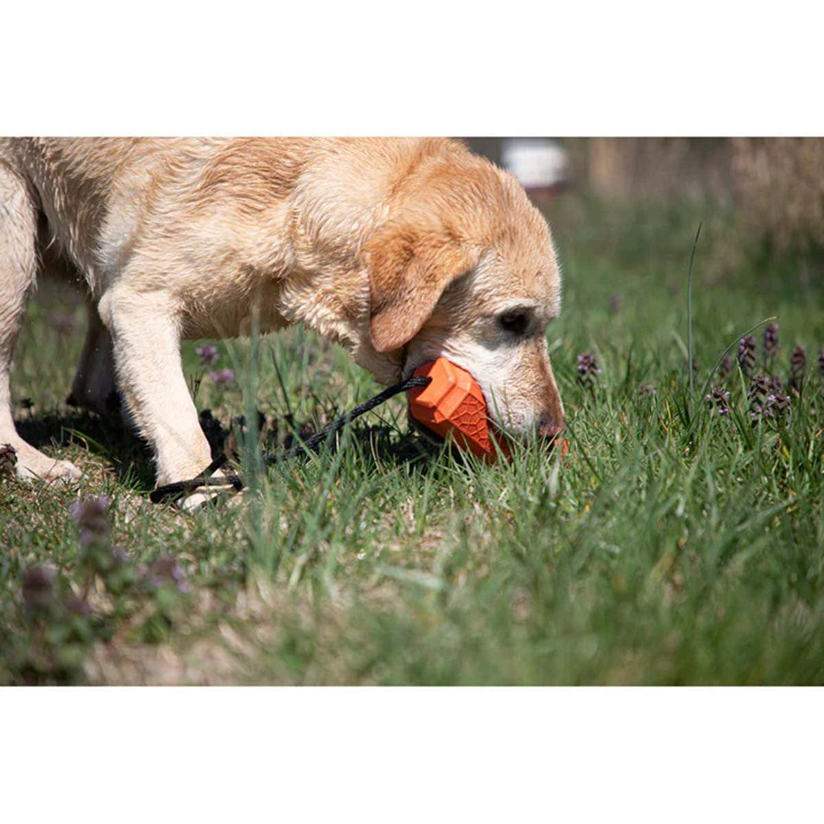 Dog Training Bumpers - Orange\Medium - 3 Pack