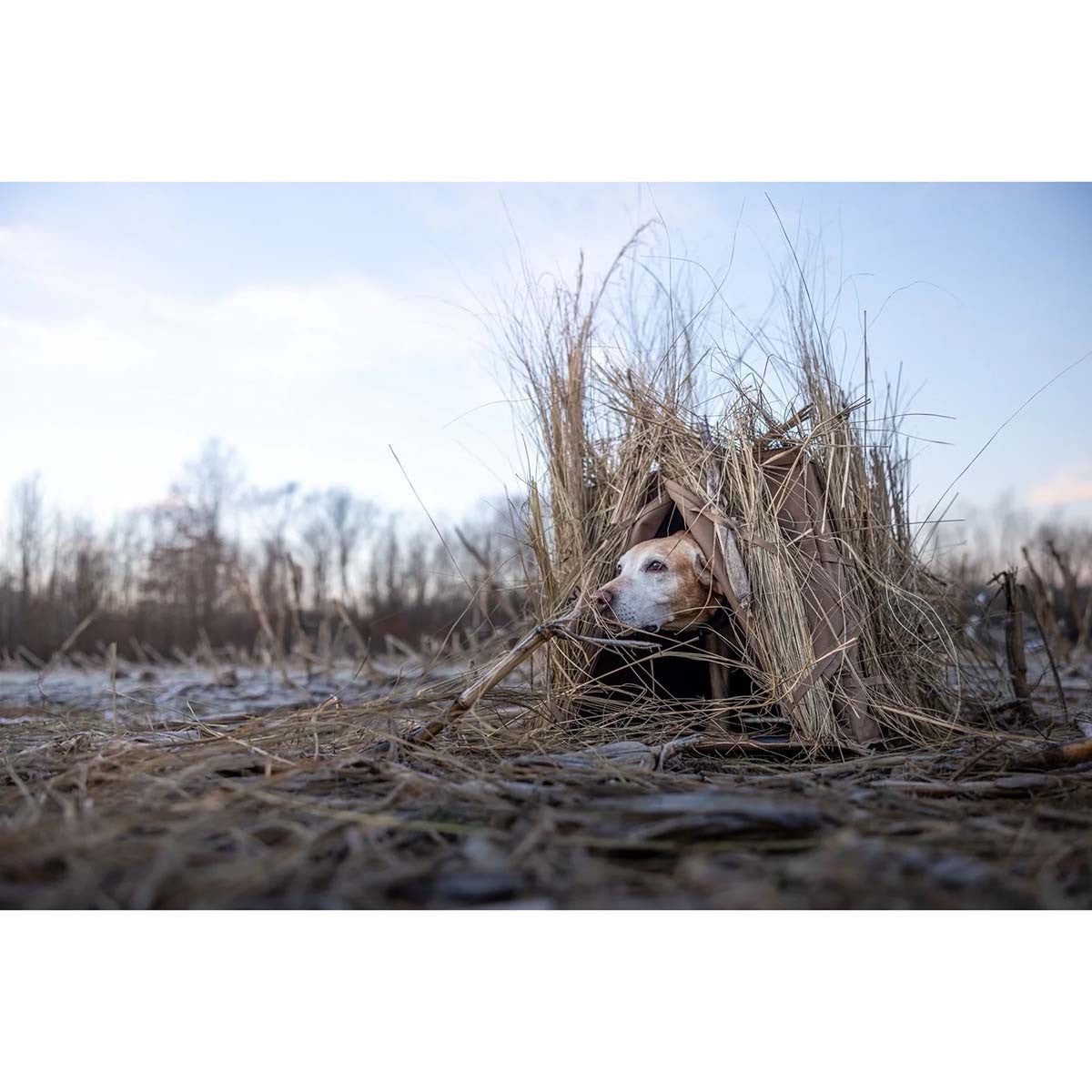 Higdon Quick Draw Dog Blind
