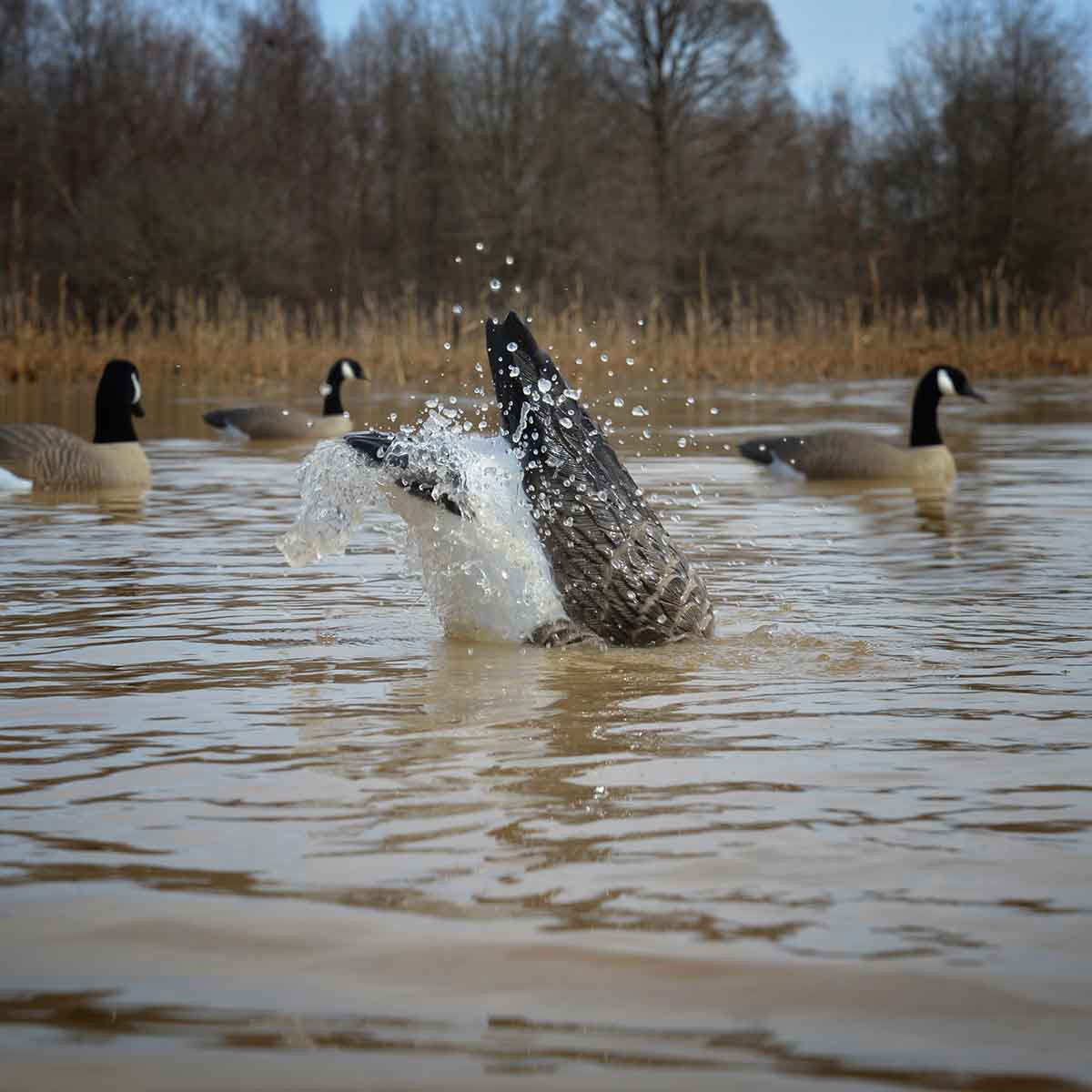 XS Pulsator Canada Goose Decoy