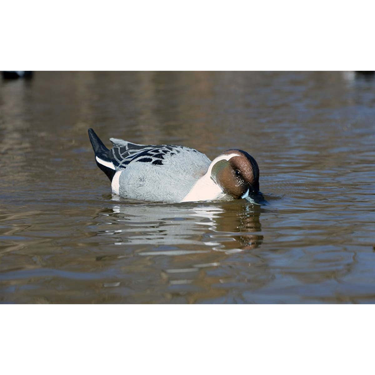XS Battleship Pintail Swimmer