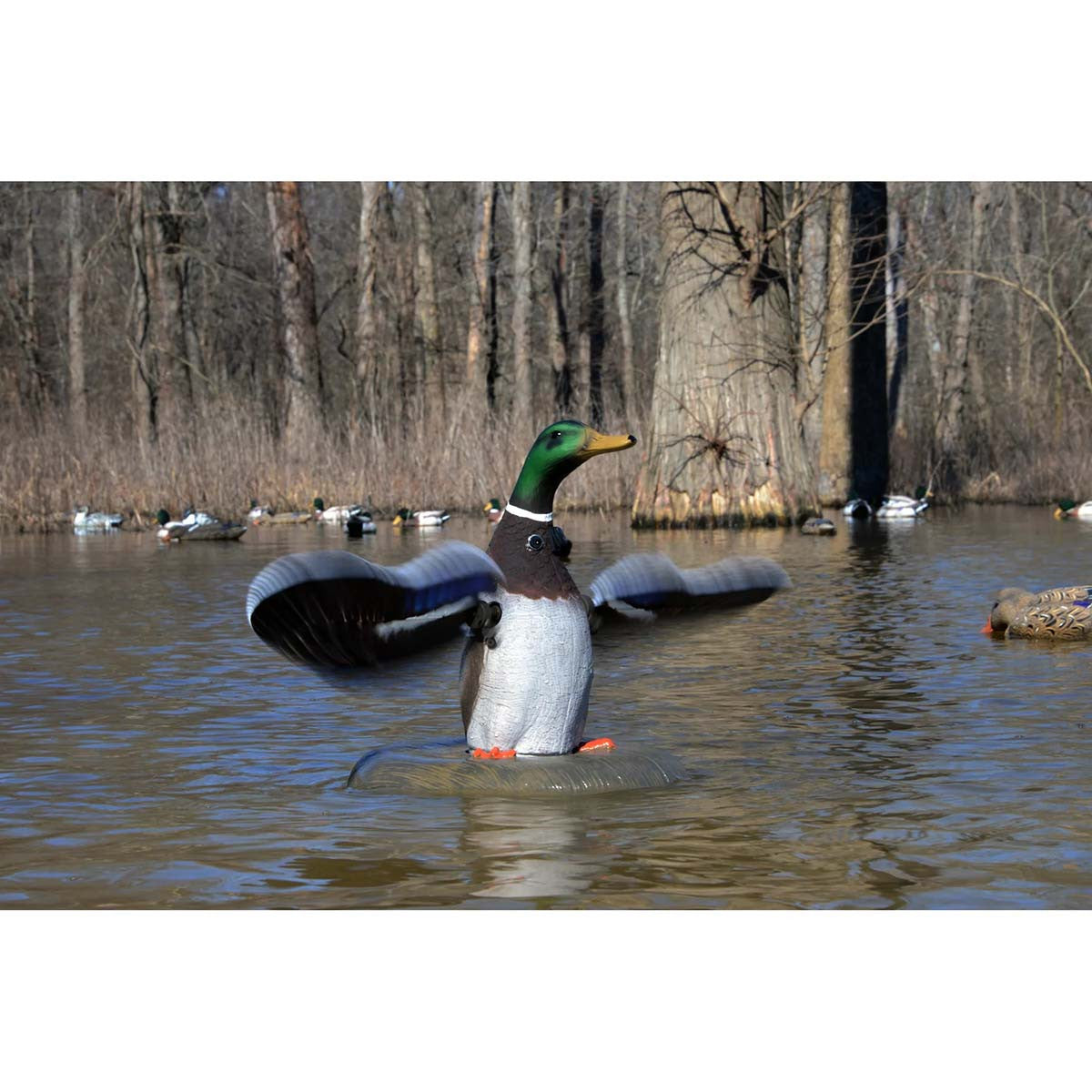 Higdon XS Floater Flasher Mallard Drake Decoy Product Image