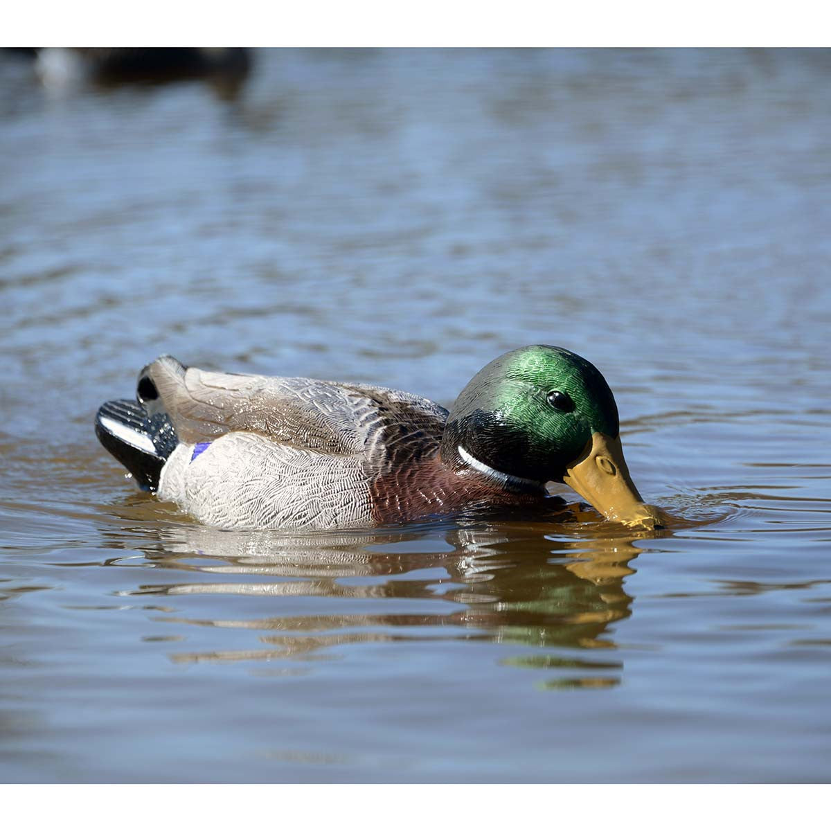 Higdon Outdoors Battleship Swimmer PRO Mallard Drake In-the-Field Image